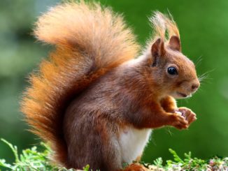 A squirrel with a long tail