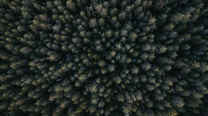 bird-s-eye-view-black-and-white-colors-forest-1310755